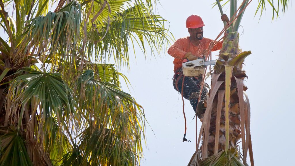 Looking for Tree Trimming Options for Your Rental Properties?