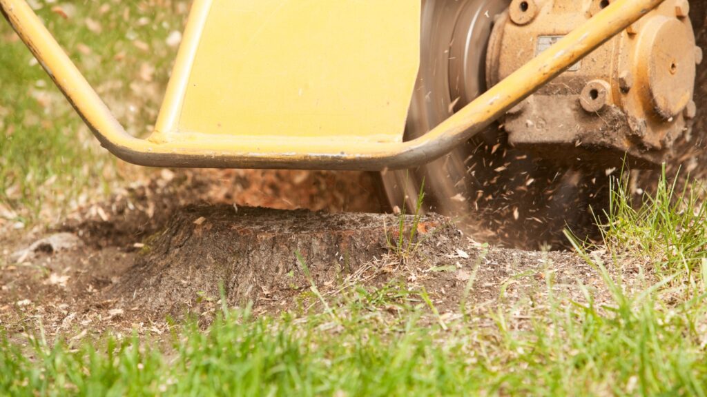 Stump Removal in Central Florida: Why CFB Outdoors Is The Company To Call