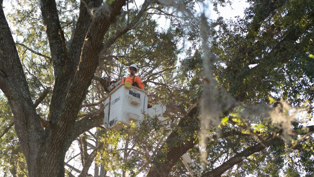 Trim It or Take It Down? How to Know What Your Trees Really Need