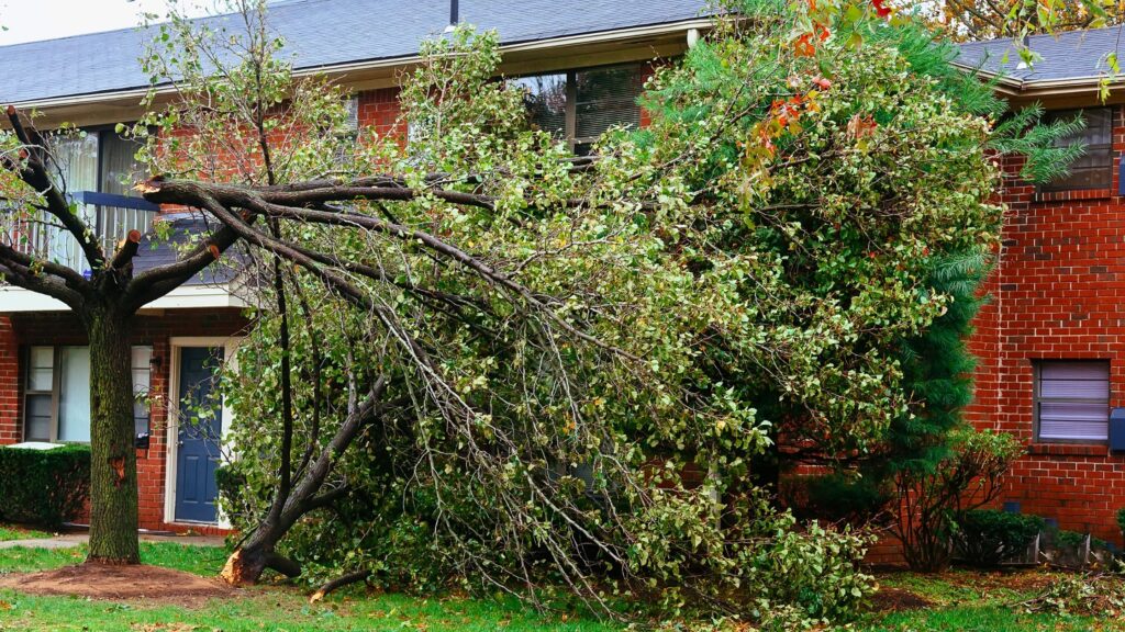 Storm’s Over, Now What? A Local’s Guide to Post-Storm Tree & Debris Cleanup
