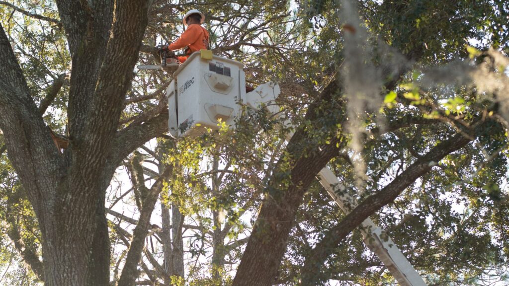 Why Your Tree Is Leaning and What You Should Do About It